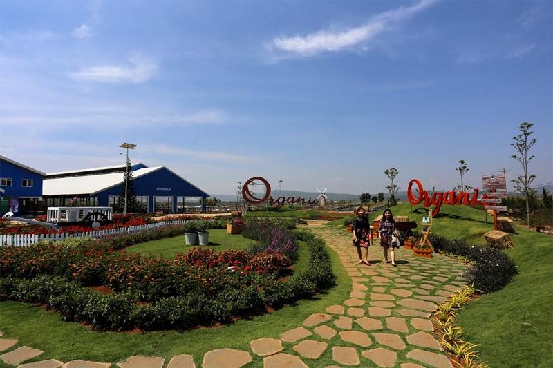 Một góc trang trại bò sữa Organic Đà Lạt