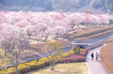 Mùa xuân gõ cửa Kyoto với lễ hội hoa mận truyền thống
